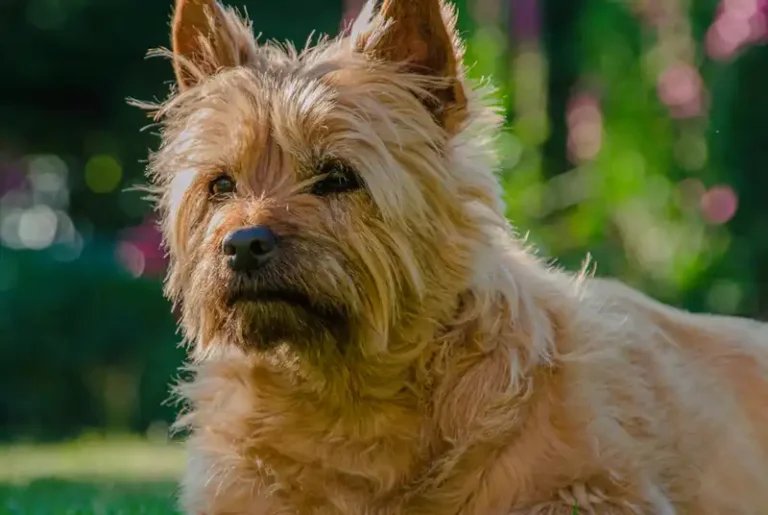 Cairn Terrier