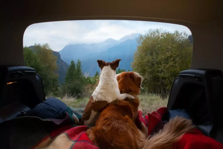 Camping with a dog