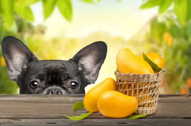 Can Dogs Eat Mangoes