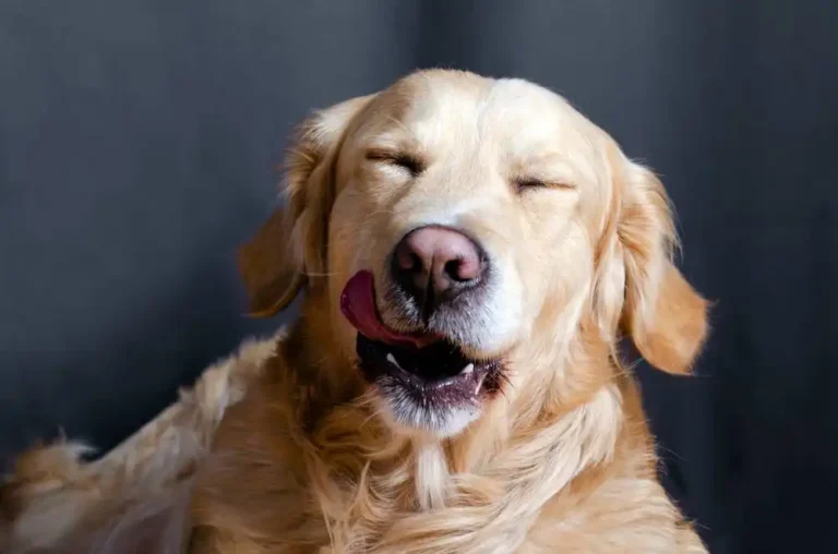 Can dogs