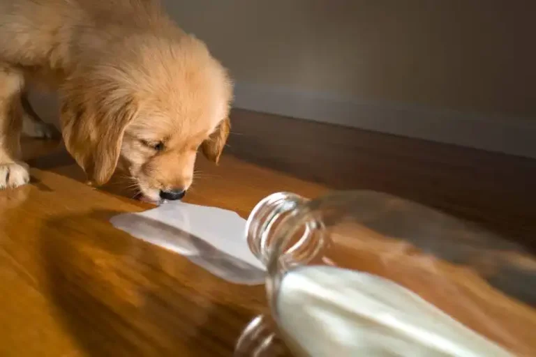 Can dogs drink milk