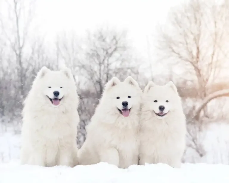 Can dogs smile