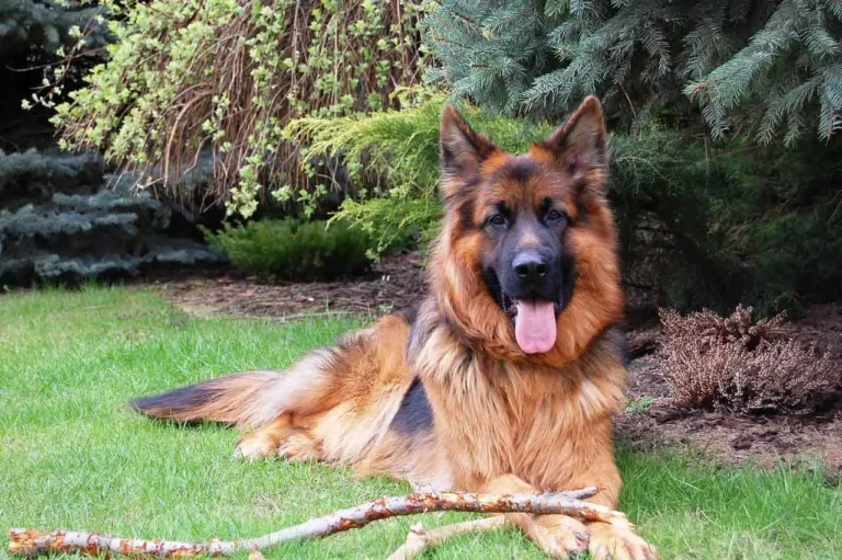 Care of the German Shepherd