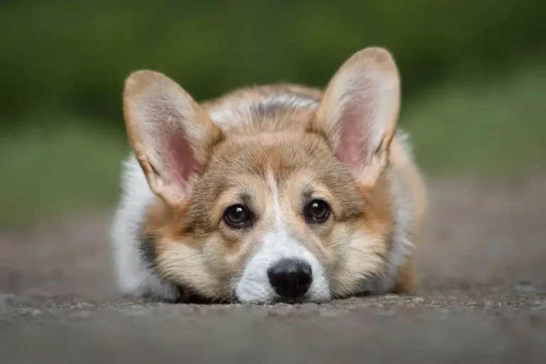 Cheer Up and Please Your Dog