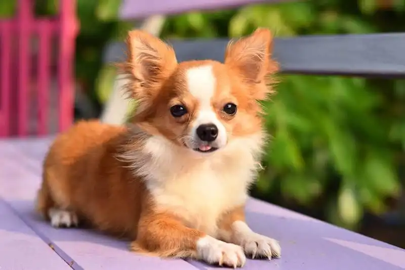 Chihuahua 