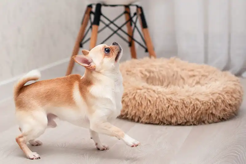 Chihuahua Dog Breed