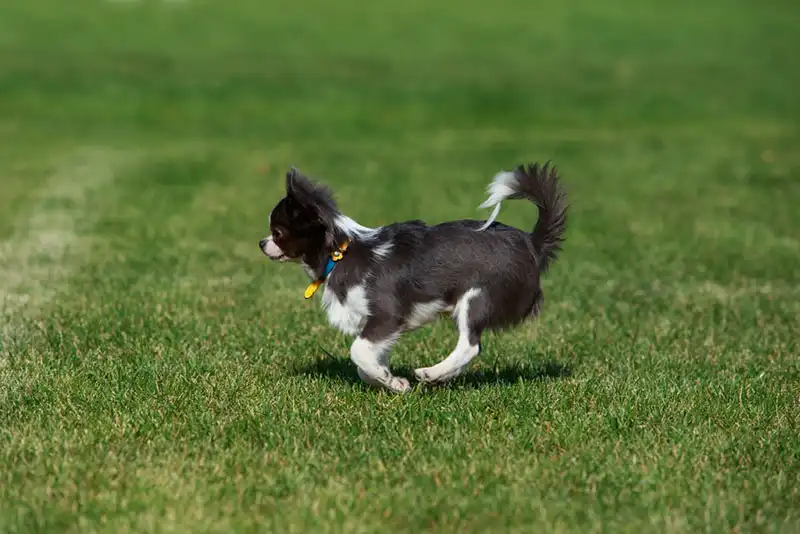 Chihuahua Dog Breed