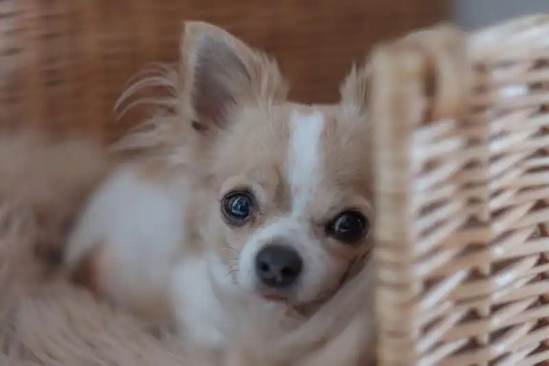 Chihuahua Dog Breed