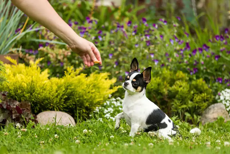 Chihuahua Dog Breed