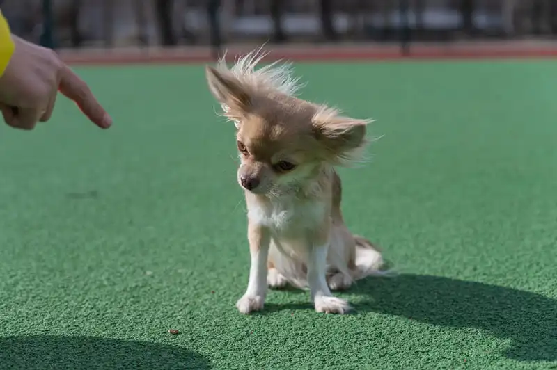 Chihuahua Dog Breed