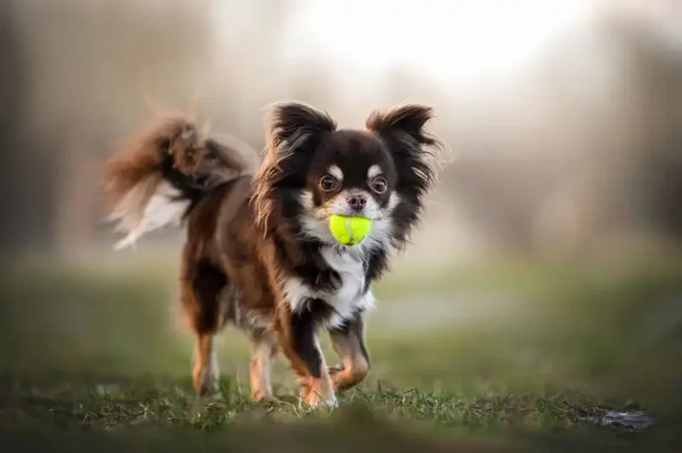 Chihuahua Dog Breed