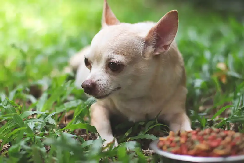 Chihuahua Dog Breed