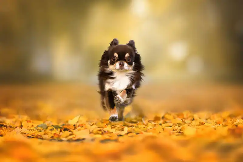 Chihuahua Dog Breed