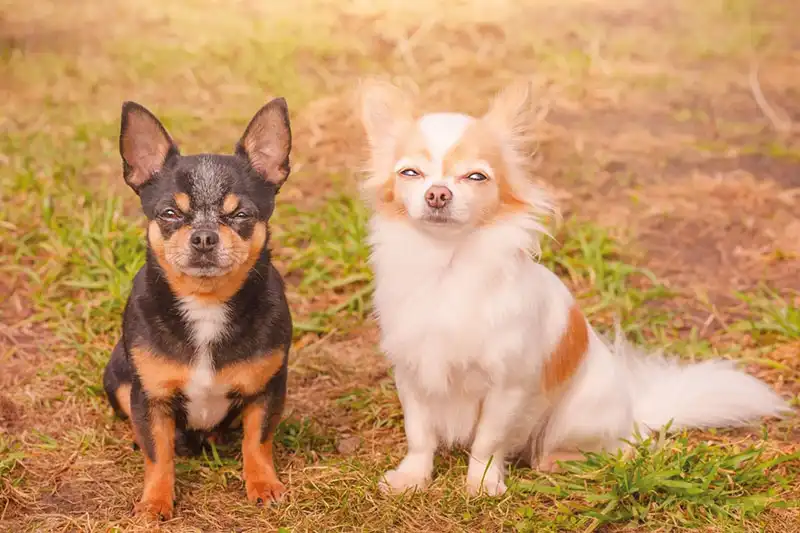 Chihuahua Dog Breed