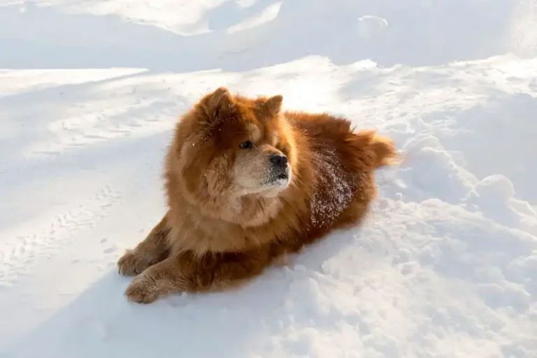 Chow Chow
