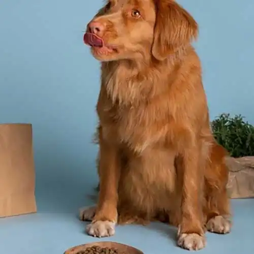 Classification of dog food