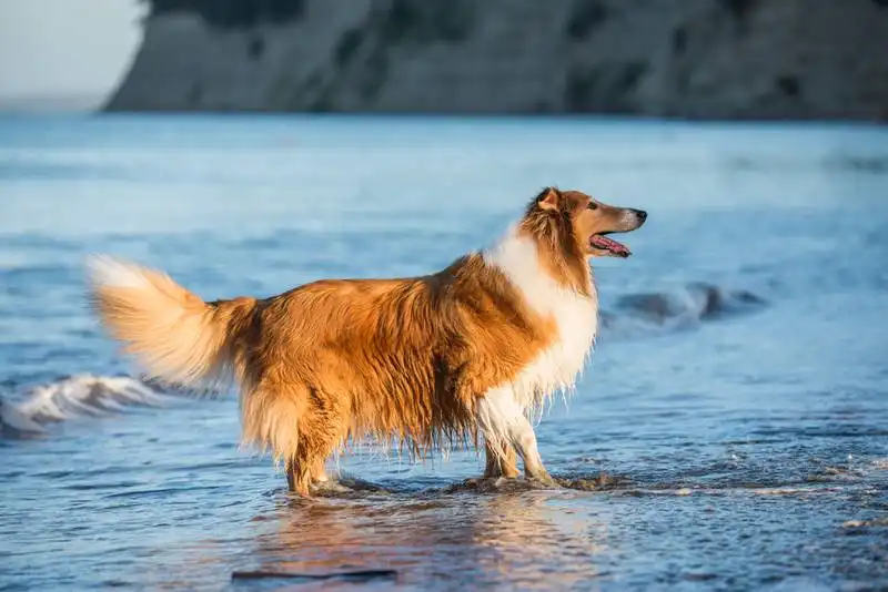 Collie