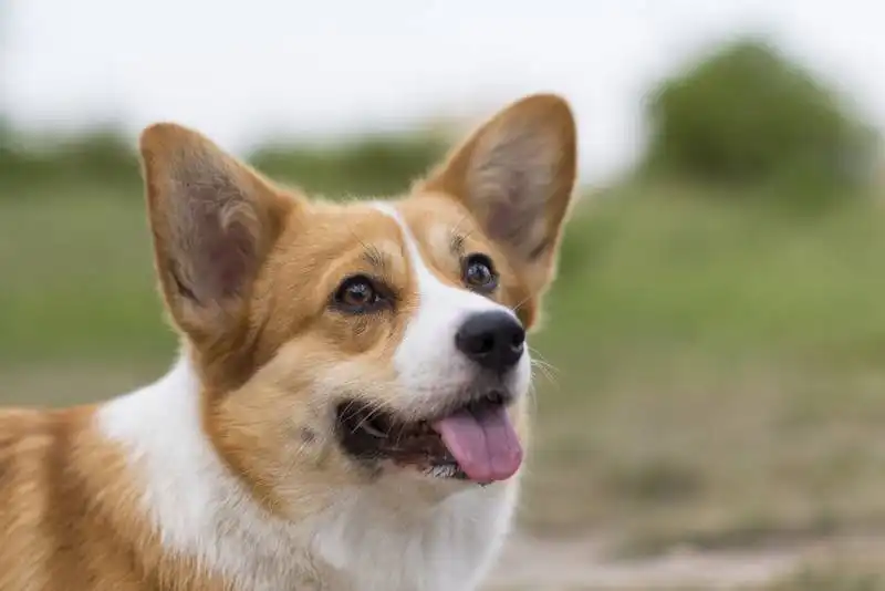Corgi