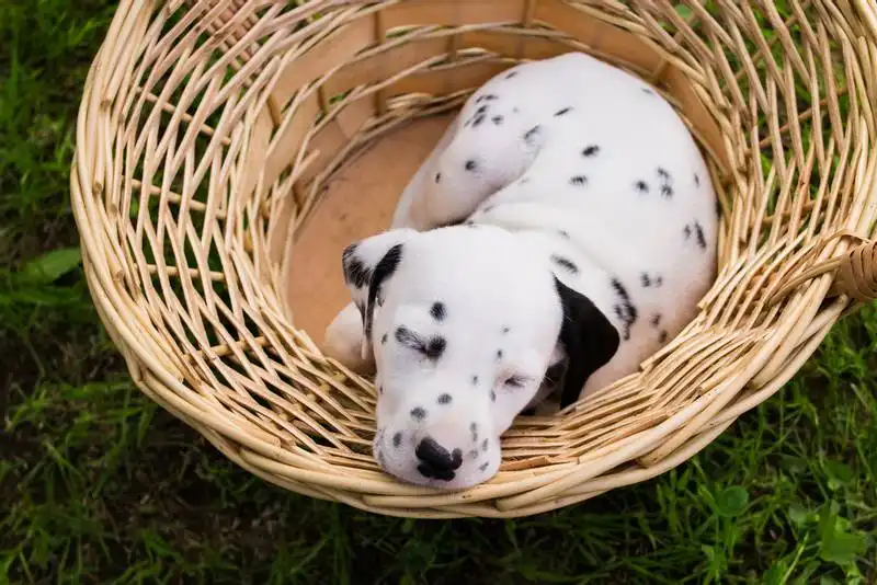Dalmatian 
