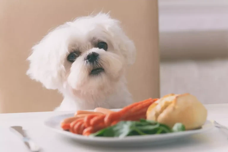 Dangerous foods for dogs