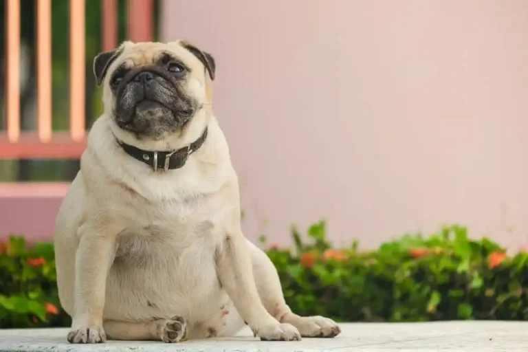 Diabetes in dogs