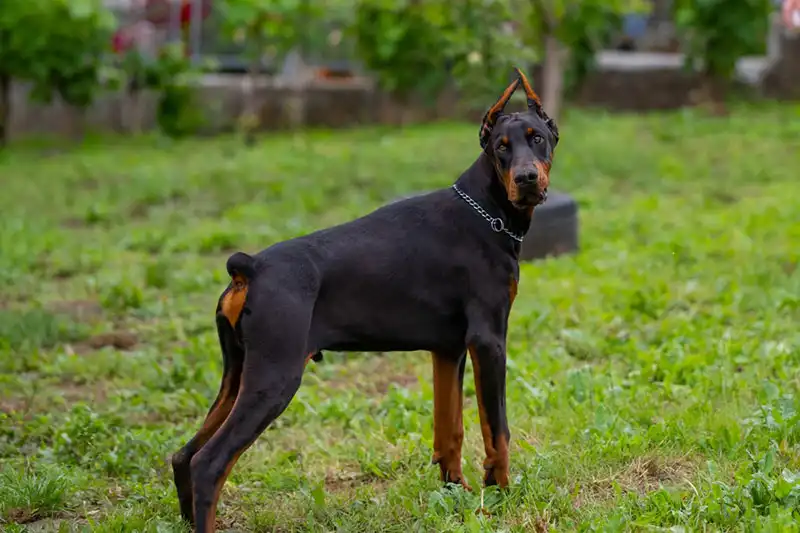 Doberman Pinscher Dog