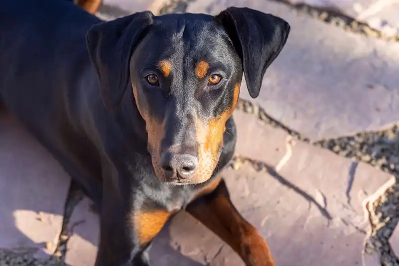 Doberman price, Doberman temperament, Doberman puppy, Doberman Pinscher, Doberman colors, Doberman ears, Doberman lifespan, American Doberman, 