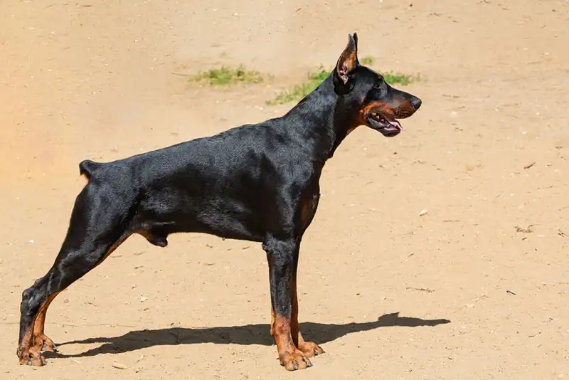 Doberman price, Doberman temperament, Doberman puppy, Doberman Pinscher, Doberman colors, Doberman ears, Doberman lifespan, American Doberman, 