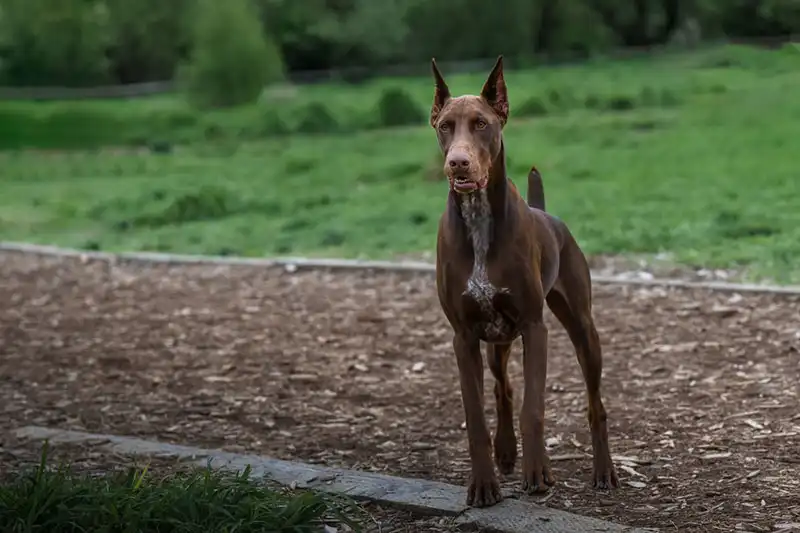 Doberman price, Doberman temperament, Doberman puppy, Doberman Pinscher, Doberman colors, Doberman ears, Doberman lifespan, American Doberman, 