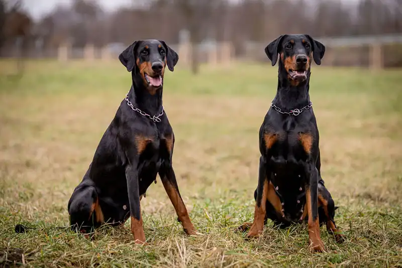 Doberman price, Doberman temperament, Doberman puppy, Doberman Pinscher, Doberman colors, Doberman ears, Doberman lifespan, American Doberman, 