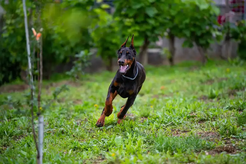 Doberman price, Doberman temperament, Doberman puppy, Doberman Pinscher, Doberman colors, Doberman ears, Doberman lifespan, American Doberman, 
