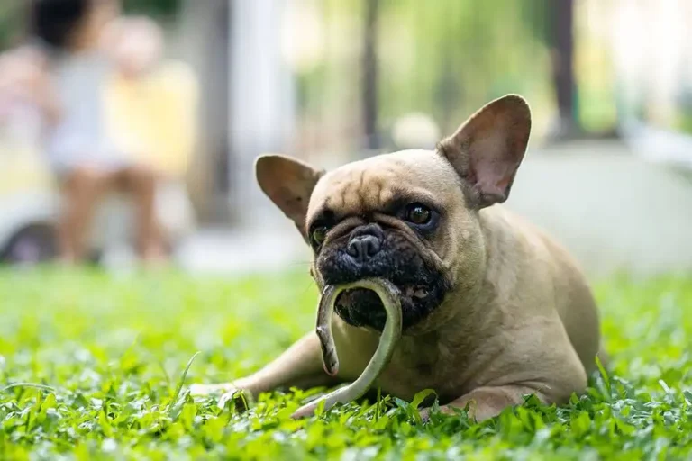 Dog Snake Bite