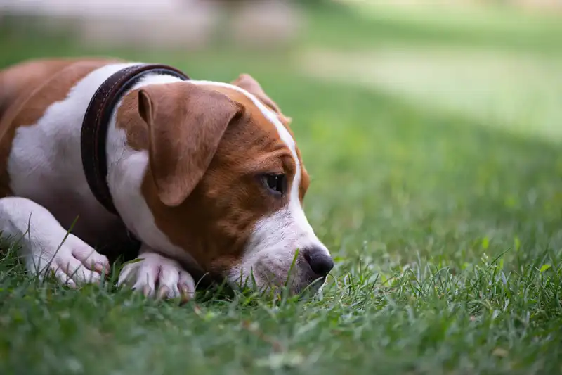 Dogs Memory
