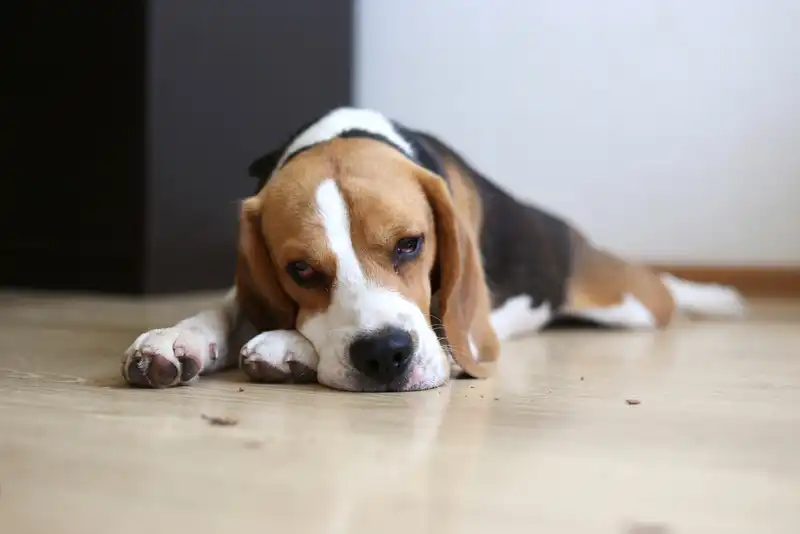 Dogs Memory