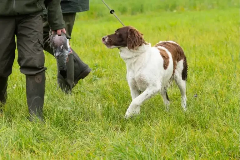 Drentse Partridge Dog