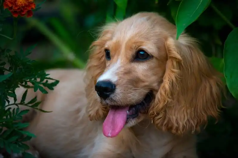 English Cocker Spaniel 