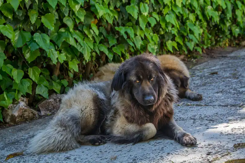 Estrela Shepherd Dog