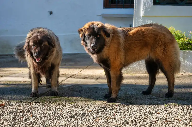 Estrela Shepherd Dog