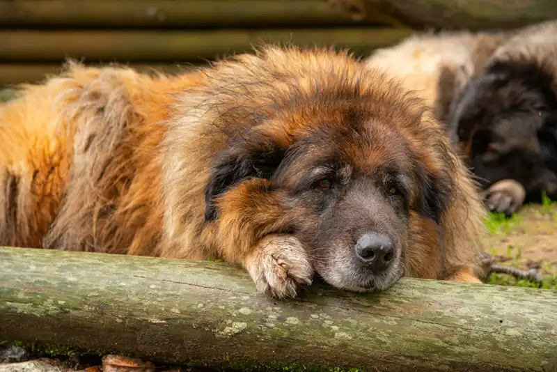 Estrela Shepherd Dog