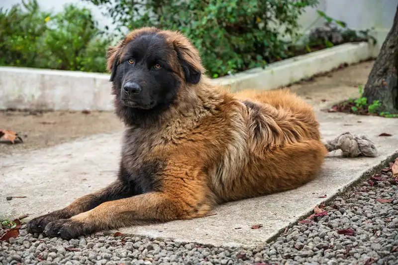 Estrela Shepherd Dog