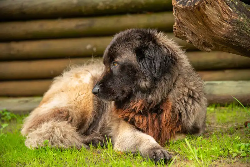 Estrela Shepherd Dog