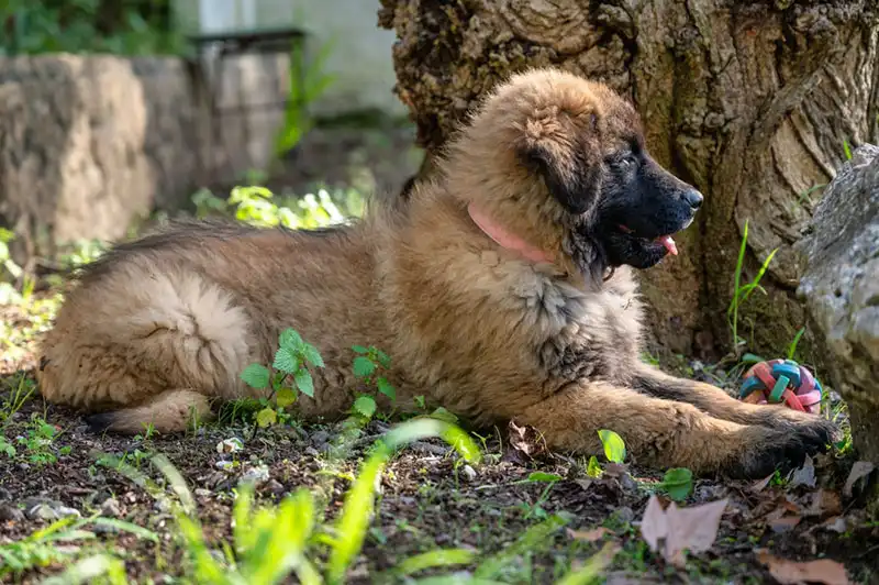 Estrela Shepherd Dog