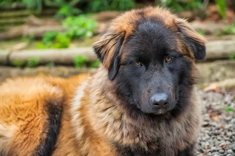 Estrela Shepherd Dog