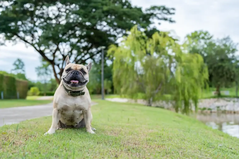 French Bulldog