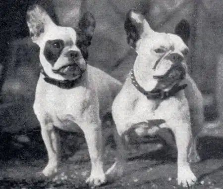 French Bulldog