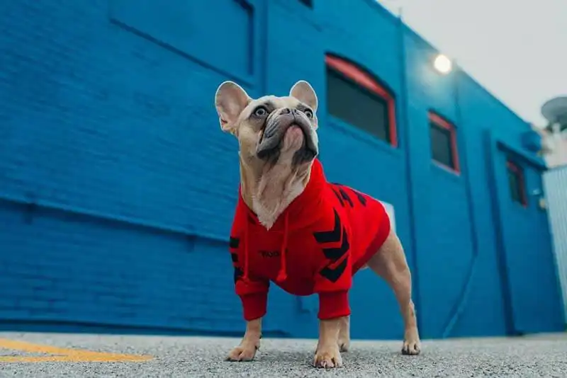 French Bulldog 