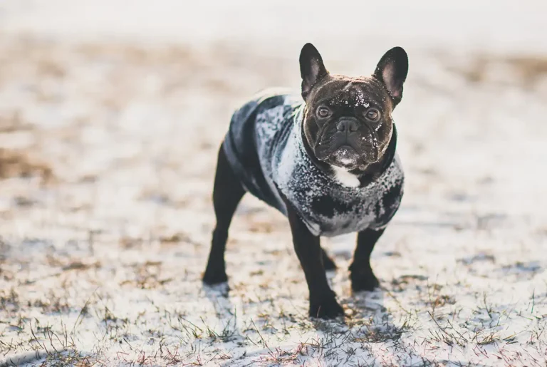 French Bulldog Care