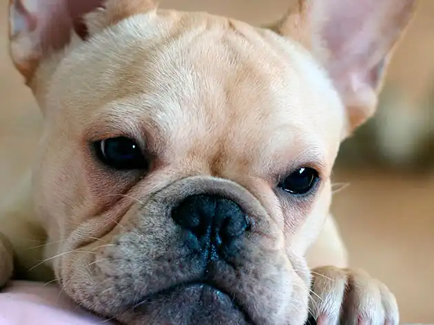French Bulldog Eye