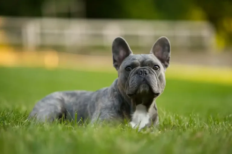 French Bulldog Games
