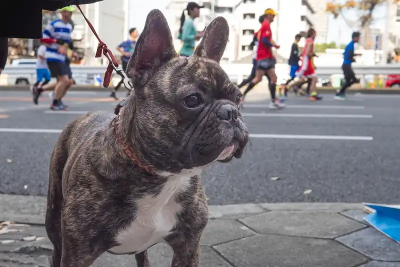 French Bulldog Lifespan
